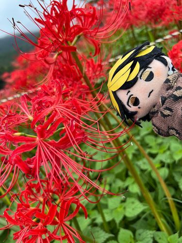 すっげー！！彼岸花だって！