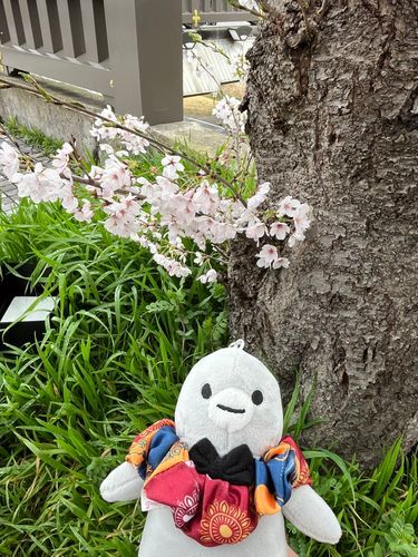 お花見です