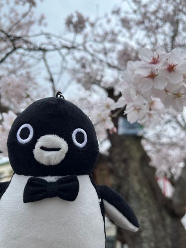 ほぼ満開でした
でも天気がちょっといまいち！