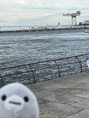 ハンマーヘッドが見えました〜