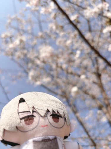 今年の春に見た桜　ぽかぽかでしたね