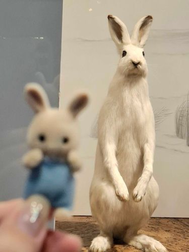 啊……！🐇🐇