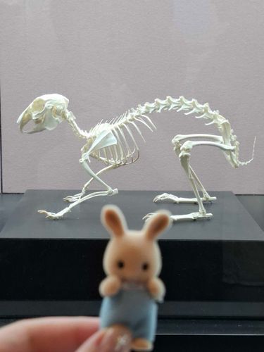 ！！！！！！！🐇🗯