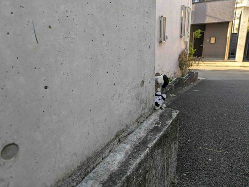 昨日、おともだちのねこっかちゃんと遊んだよ！！
ろじうらぼくときみへ〜