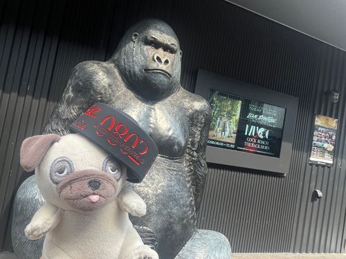 ぬし、8/1お誕生日だったよ！おめでとう〜！！ぱぱのライブ見に8/1と8/2でオーサカに旅行行ったのたのしかった！でっかいゴリラもいっぱいうほ🦍