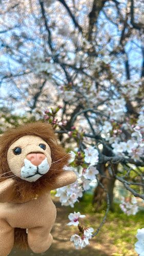 レオ「お花見に行ってきたぞ🌸」