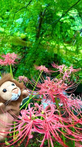 レオ「彼岸花が綺麗に咲いてたぞ♪」