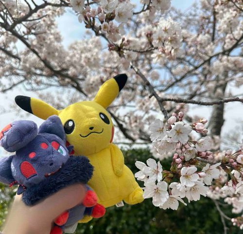 お友達と桜🌸