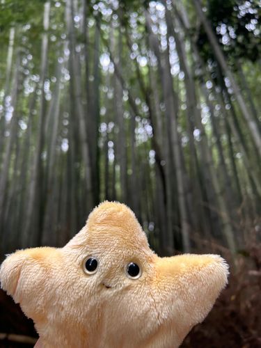 竹林 マイナスイオン 最高ﾀﾞ