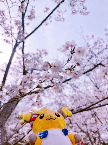 なんか、咲いている……