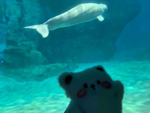 水族館に行きました！泳げるってどんな感じなんだろう？憧れちゃうなぁ。