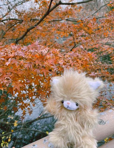 紅葉綺麗だね！
あれれ今って秋なの？冬なの？🍁❄️
