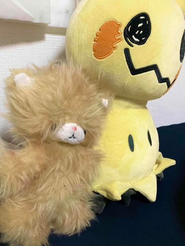 新入りのミミッキュと📷
なんだかぼく最初よりモサモサしてきた！たくさんお出かけしたからかな？