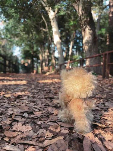 落ち葉サクサク！🍂