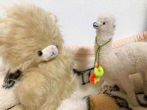 ラクダさんはじめまして！
ラクダさんとってももこもこ！負けてられないなー！