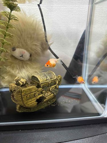 最近おうちに来た金魚さんたち！にらと仲良くなりましょー！