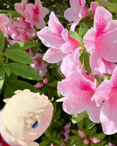 ハチになった気分のもち則