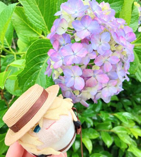 もち則を連れて日枝神社の本体にご挨拶した帰りに紫陽花を見て喜ぶもち則