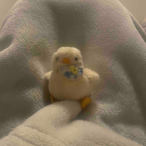 ぴぴぴぴぴー