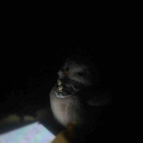 ぴぴー