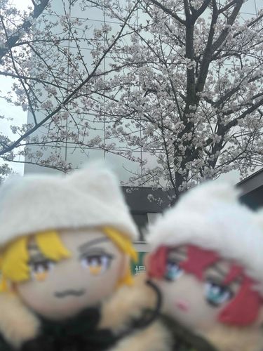 ライブ前にどっぽちんと桜見たよ🌸🌸