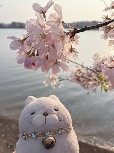 こころが洗われるようにゃ✨