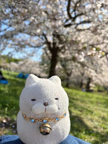 桜とネモフィラが見たくて舎人公園に行ってきたにゃ♪
ソメイヨシノが見頃で、久々にピクニック気分だったにゃ〜🌸🌭✨