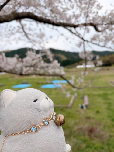 ソメイヨシノは見納めかにゃ〜🌸✨