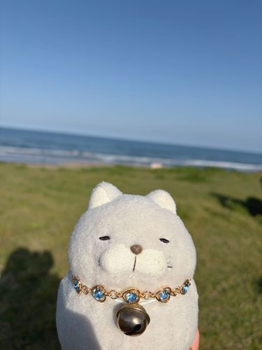 鹿島灘海浜公園にいってきたにゃ♪
お仲間たちはかにゃりぶりに身体を動かして楽しそうだったにゃ🩵
でもいきにゃり夏日で暑すぎたにゃー💦💦