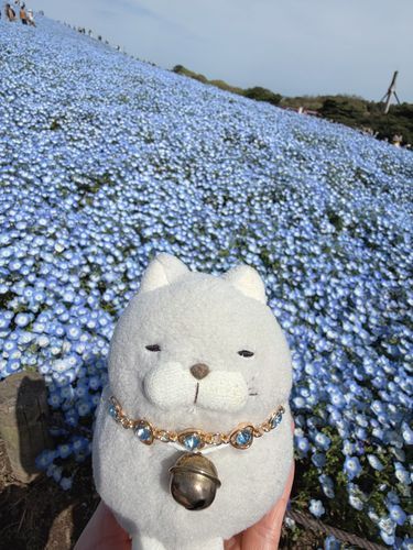 今年も気合いいれて行ってきたにゃー！
ちょうど見頃なネモフィラちゃんたちの美しい姿✨✨
とっても素晴らしかったにゃ🩵