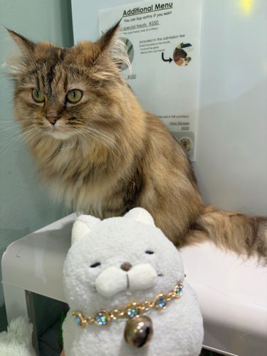 にゃんと、チビネエがお仲間をカピねこ(カピちゃんと本家様のいるカフェ)に連れていってくれたにゃ🎁✨
そこはもう楽園で✨✨おハムも安心して本家様とツーショできたにゃーん🩵