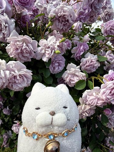 🌹京成バラ園🌹その②にゃ
おハム的にはこんにゃ感じの色味がけっこう好きにゃ✨