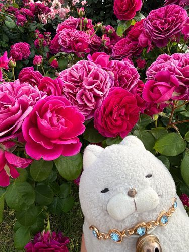 🌹京成バラ園🌹その③にゃ
こんな鮮やかで豪華にゃバラも見ごたえあったにゃ〜✨✨