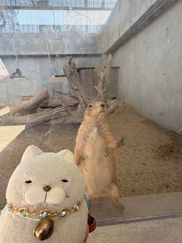 🦒記念日のおでかけ🦥
どうぶつとみんなのいえっていう動物園に行ってきたにゃ♪
ちょっと変わった造りににゃってて、建物の中をぐるっと回りながら触れ合いできる所もあって楽しかったにゃ〜！！