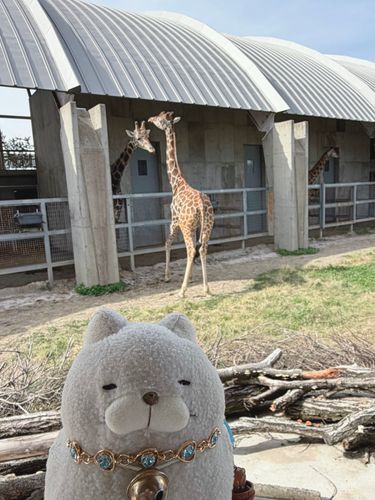 🦒記念日のおでかけ🦥
この動物園のシンボルでもあるキリンさんにゃ✨
キリンさんは中心にいて、普段見られないあらゆる仕草がおもしろかったにゃ！