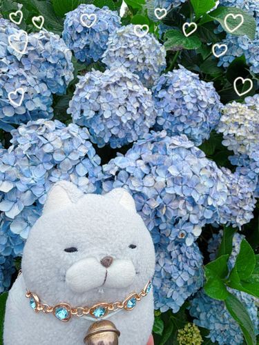 にゃにゃーん✨
今日はお仲間の誕生日にゃ〜🩵
あいにくのお天気だったにゃんけど、キレイにゃあじさいを見にいってきたにゃ♪