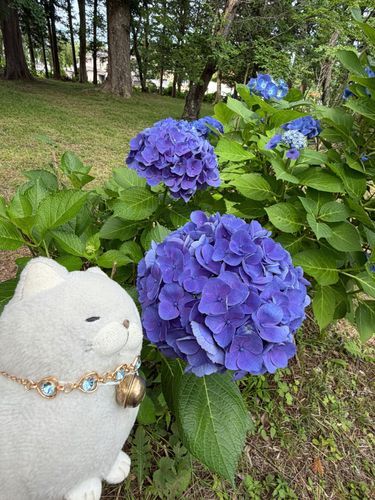 あじさいに会いに行ってきたにゃ♪
初めての宗吾霊堂、想像以上に見ごたえあって初めて目にする品種にも会えて感動だったにゃ🩵