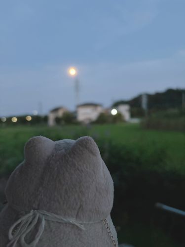今年のお月見は珍しくおだんご無しでひっそりとだったにゃ🌕
長いこと本調子に戻れずにいたお仲間がようやく動けるようににゃってきたにゃ♪