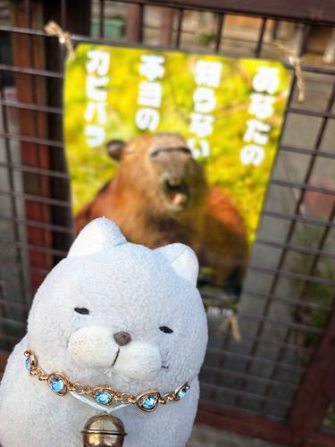 先週末、お仲間が大尊敬するカピバラ写真家の方の講演会に参加してきたにゃ✨✨
お仲間はちょっと訳アリで太もも裏を肉離れに近い状態で足を引きずりにゃがらの参加ににゃっちゃったけど、その時間は他では代えがたいにゃんとも幸せな宝物ににゃったと至福のお顔だったにゃ〜🩵