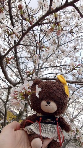 桜よ