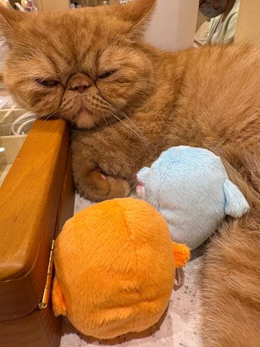 「なんだこいつら……」