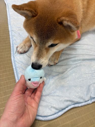 あらら

