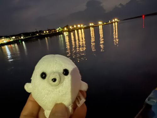 夜釣りの方がたくさんいましたね