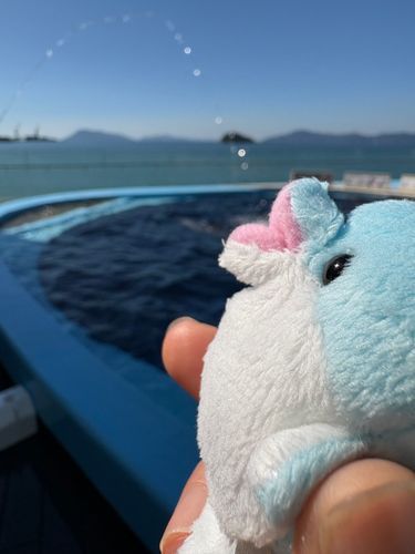 シコ水のゴマダライルカさん達がお水貰ってたのでシクロもお水飲んでみましたがイルカさん達が映らなくてシクロが横取りしてる感
