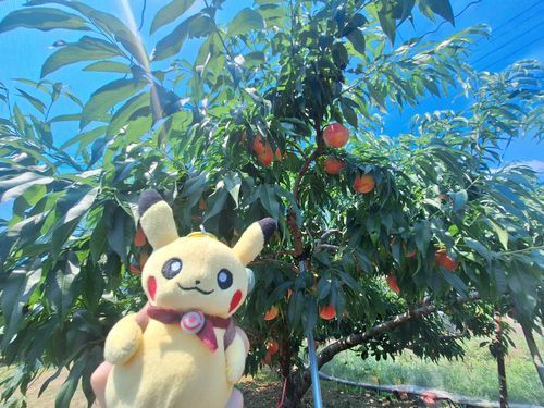 桃がり～！