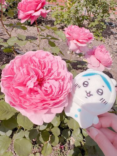 大きな薔薇🌹