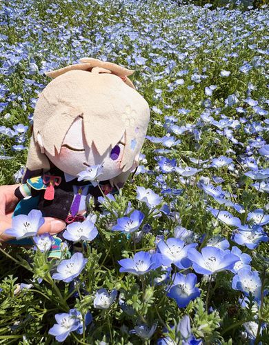 綺麗だね🌼