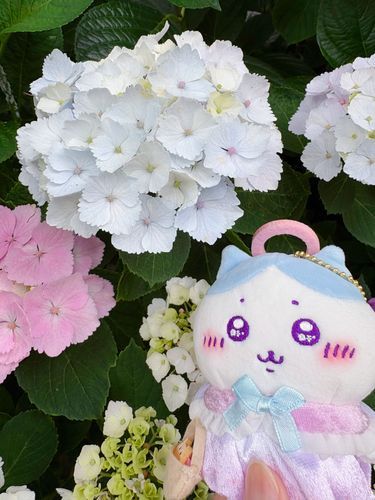 ☔️紫陽花に合わせた天使ハチワレ🪽