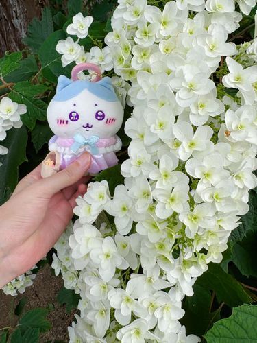 白くて縦に重なりが続いている紫陽花🤍