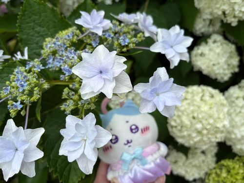 紫陽花の妖精さん🧚